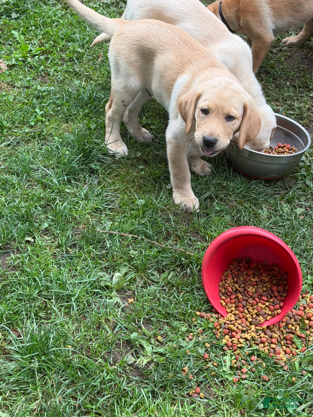 Labrador Retriever dogs for sale: Purple collar  - Ad 3