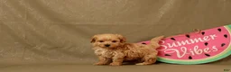 Maltipoo dogs for sale: Ivan - Ad 3