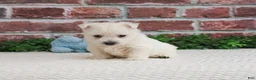 West Highland Terrier dogs for sale: Lance  - Ad 2