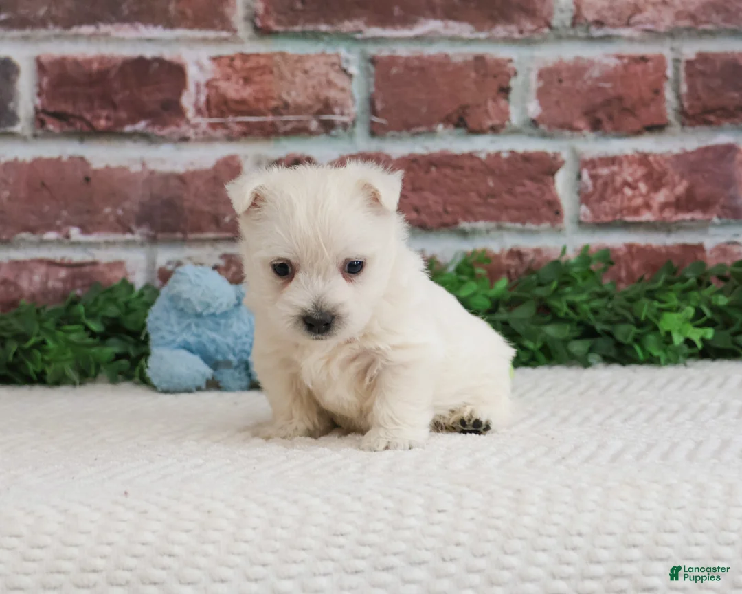 West Highland Terrier dogs for sale: Lance  - Ad 2