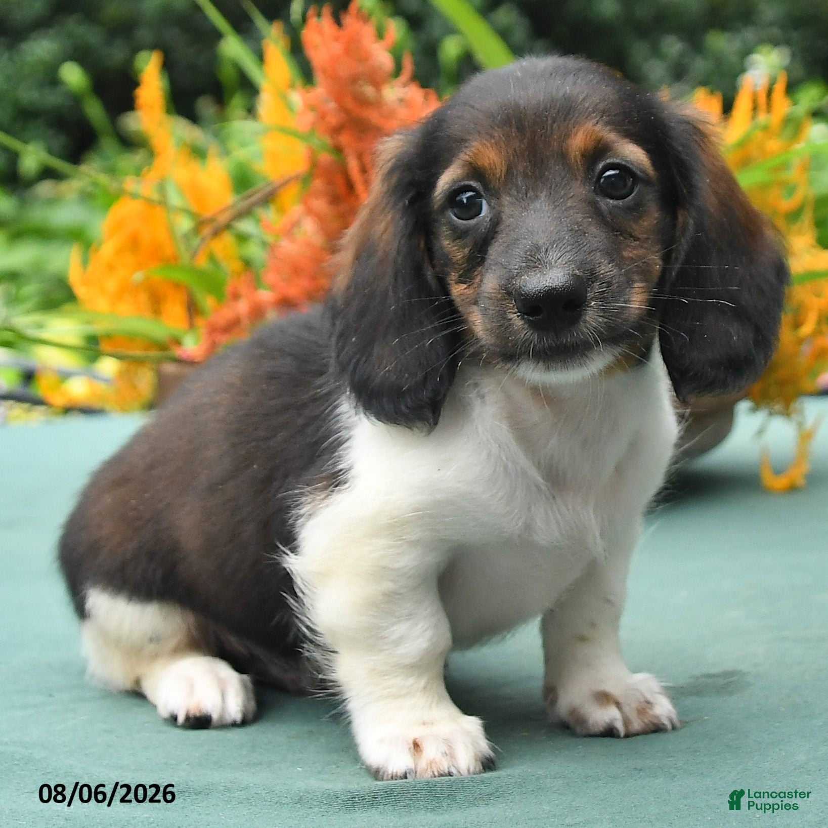 Dachshund dogs Tucker - Ad 2