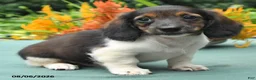 Dachshund dogs for sale: Tucker - Ad 2