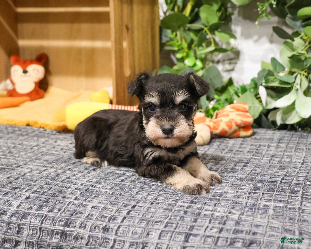 Miniature Schnauzer dogs for sale: Fernando - Ad 1