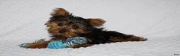 Yorkshire Terrier dogs for sale: Toby - Ad 5