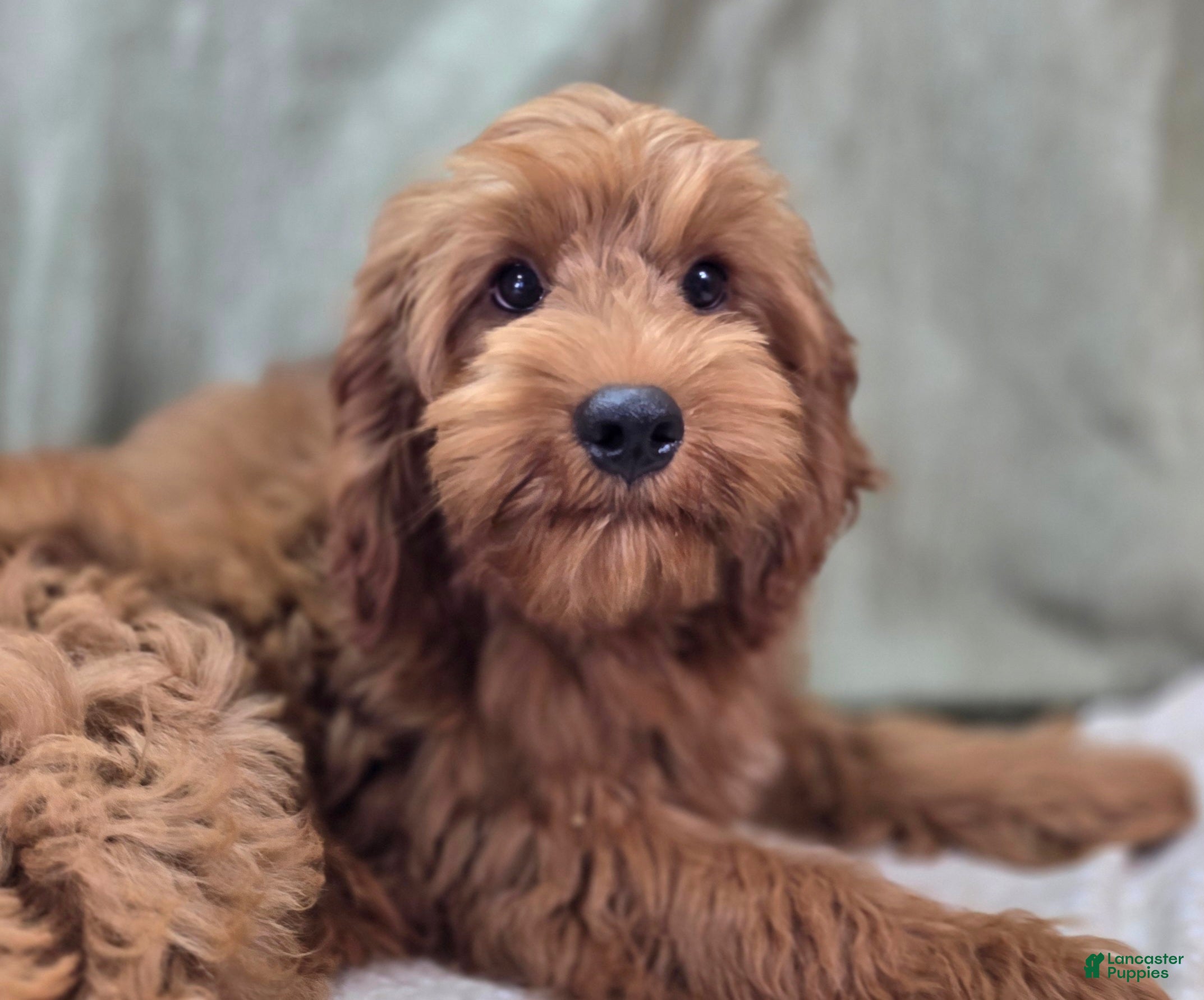 Cockapoo dogs Milan - Ad 13
