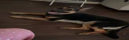 German Shepherd dogs for sale: Lila - Ad 5
