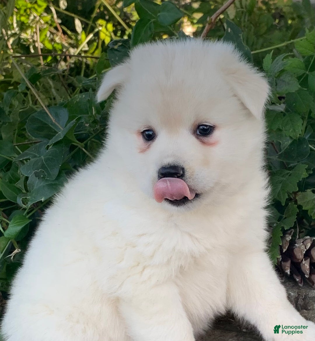 Alaskan Klee Kai dogs for sale: Winter~ Gorgeous Loving Boy~!!! - Ad 6