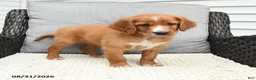 Mixed Breed dogs for sale: Copper - Ad 4