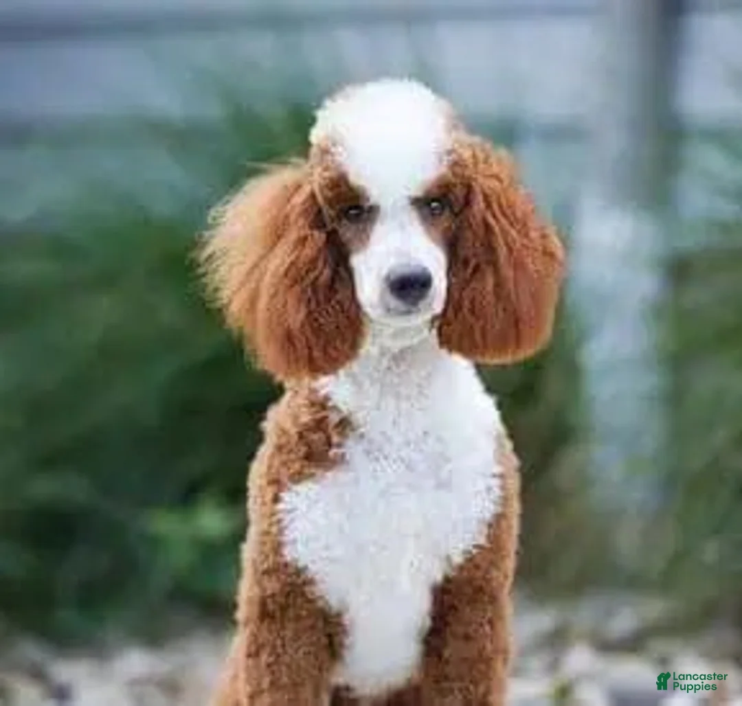 Mini Bernedoodle dogs for sale: Tommy 🐾 - Ad 6