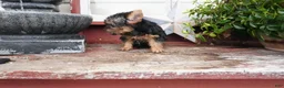 Yorkshire Terrier dogs for sale: Carrie  - Ad 4