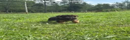 German Shepherd dogs for sale: Calaylah - Ad 8