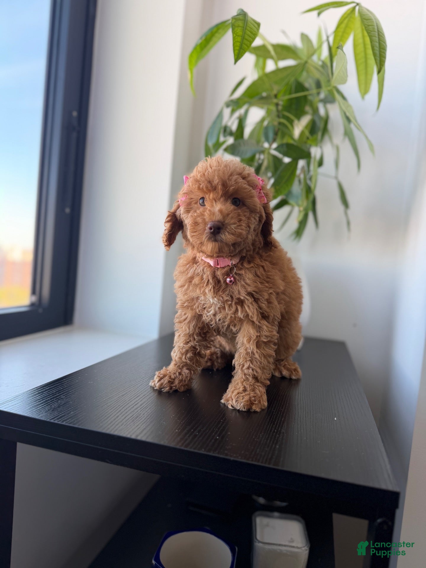Miniature Poodle dogs Green eyes - Ad 13