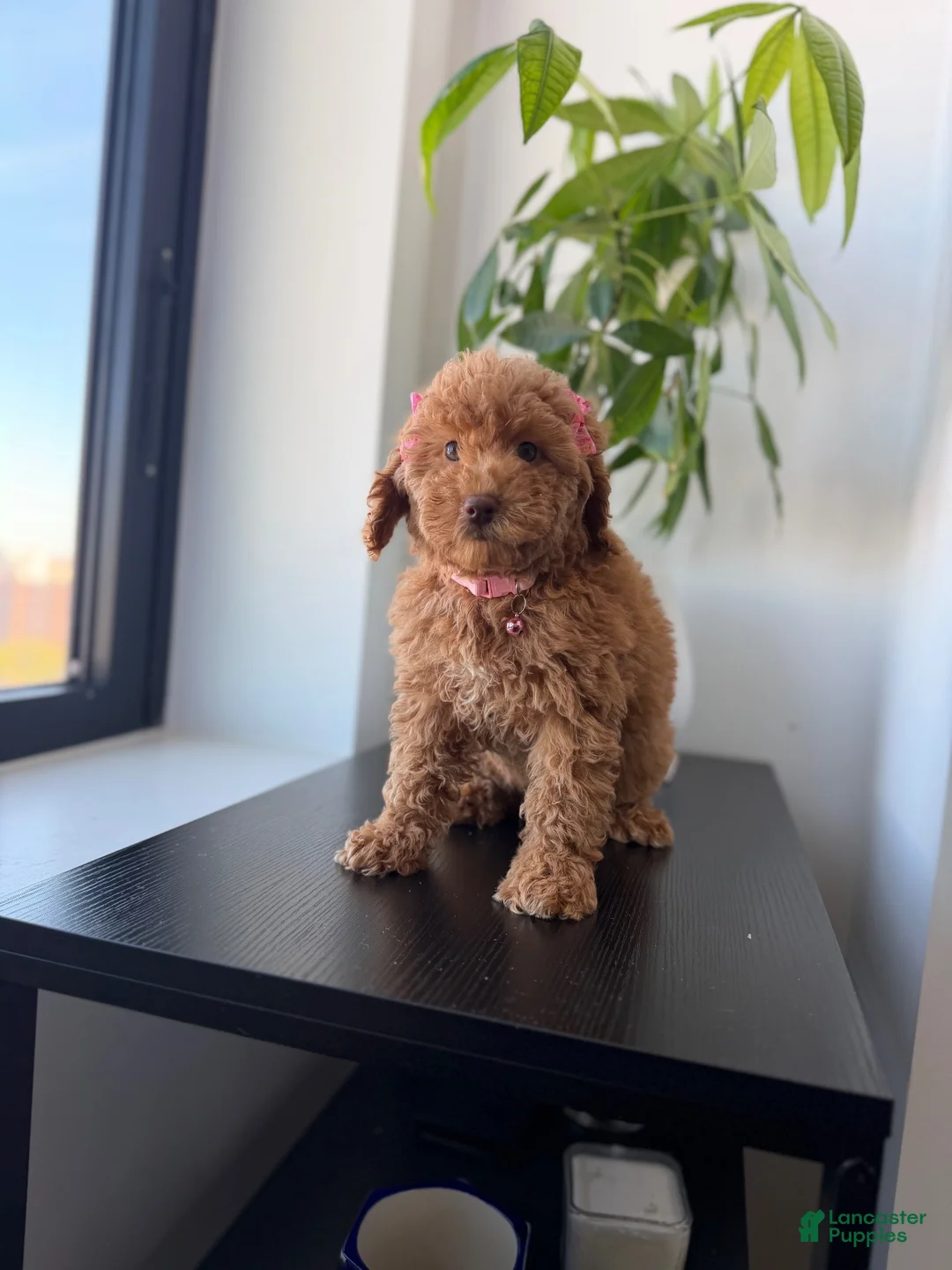 Miniature Poodle dogs for sale: Green eyes - Ad 1