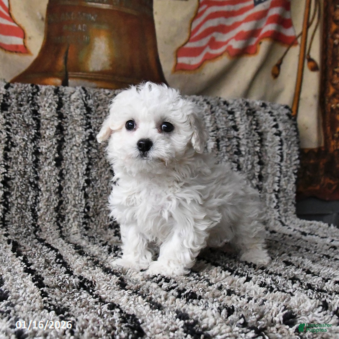 Bichon Frise dogs for sale: Freddie - Ad 1