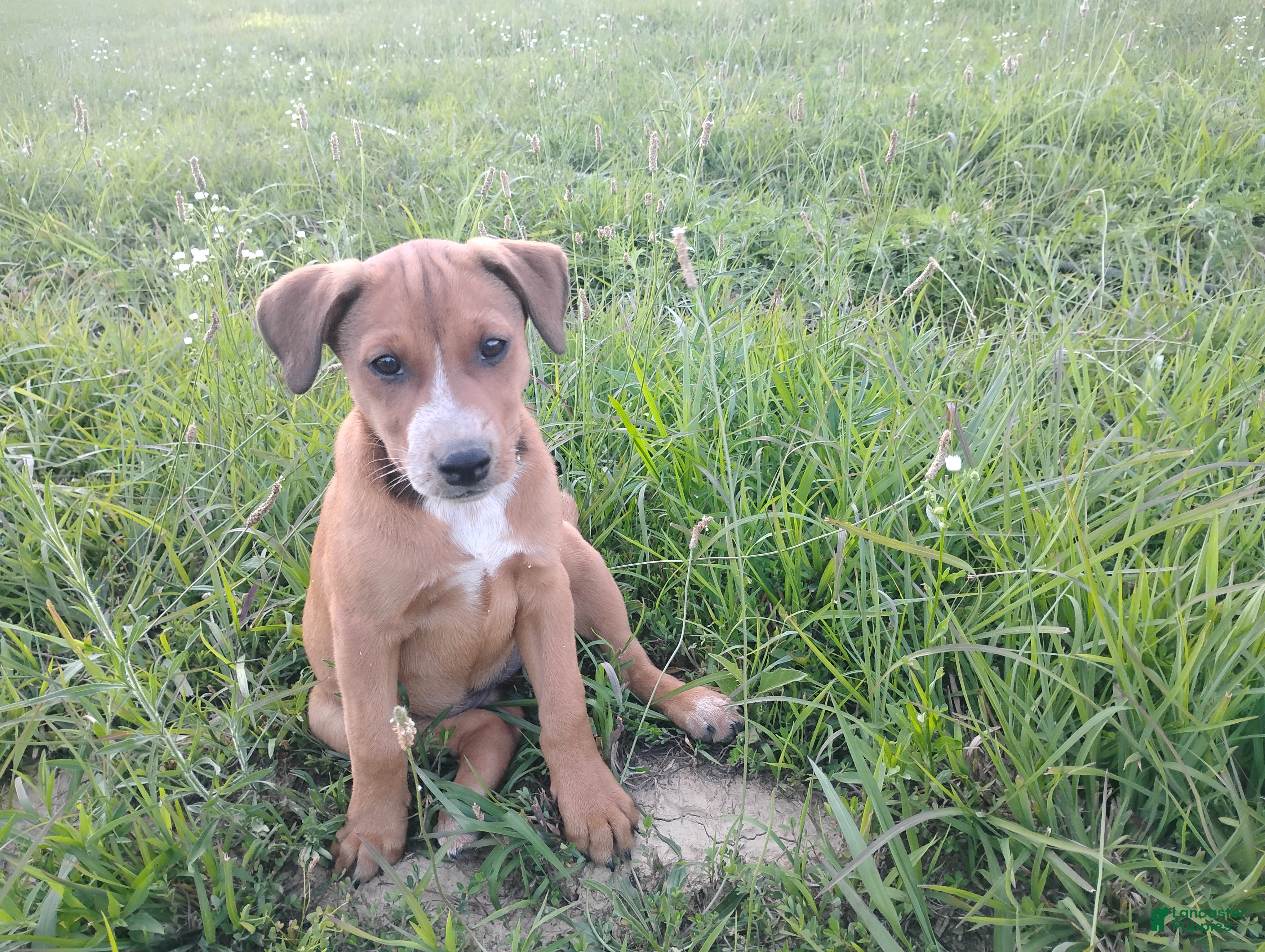 Mixed Breed dogs Mixed Breed Puppy 8 - Ad 26