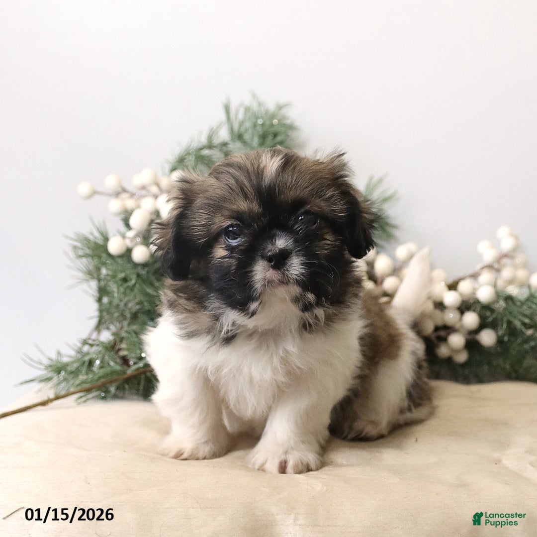 Shih Tzu dogs for sale: Felicity - Ad 2