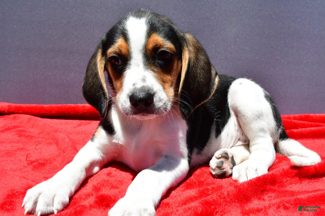 Beagle dogs for sale: Roy - Ad 6