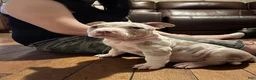 American Bully dogs for sale: American Bully 3 - Ad 8