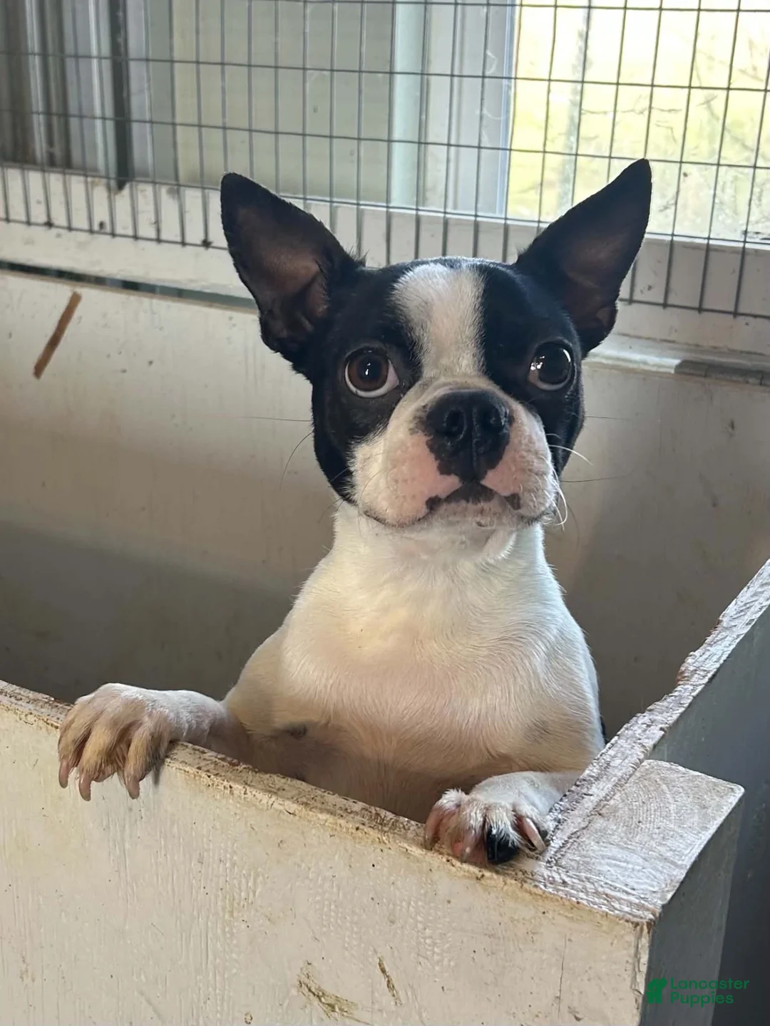 Boston Terrier dogs for sale: Uzi - Ad 2