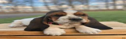 Basset Hound dogs for sale: Clara - Ad 5
