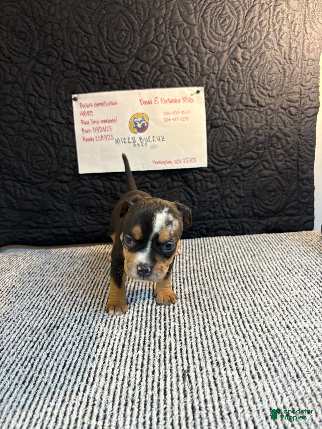 American Bully dogs for sale: Urban - Ad 2