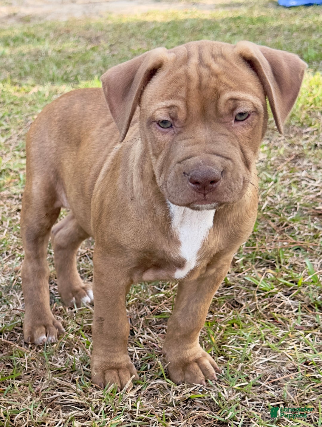 American Pit Bull Terrier dogs for sale: Lulu - Ad 2