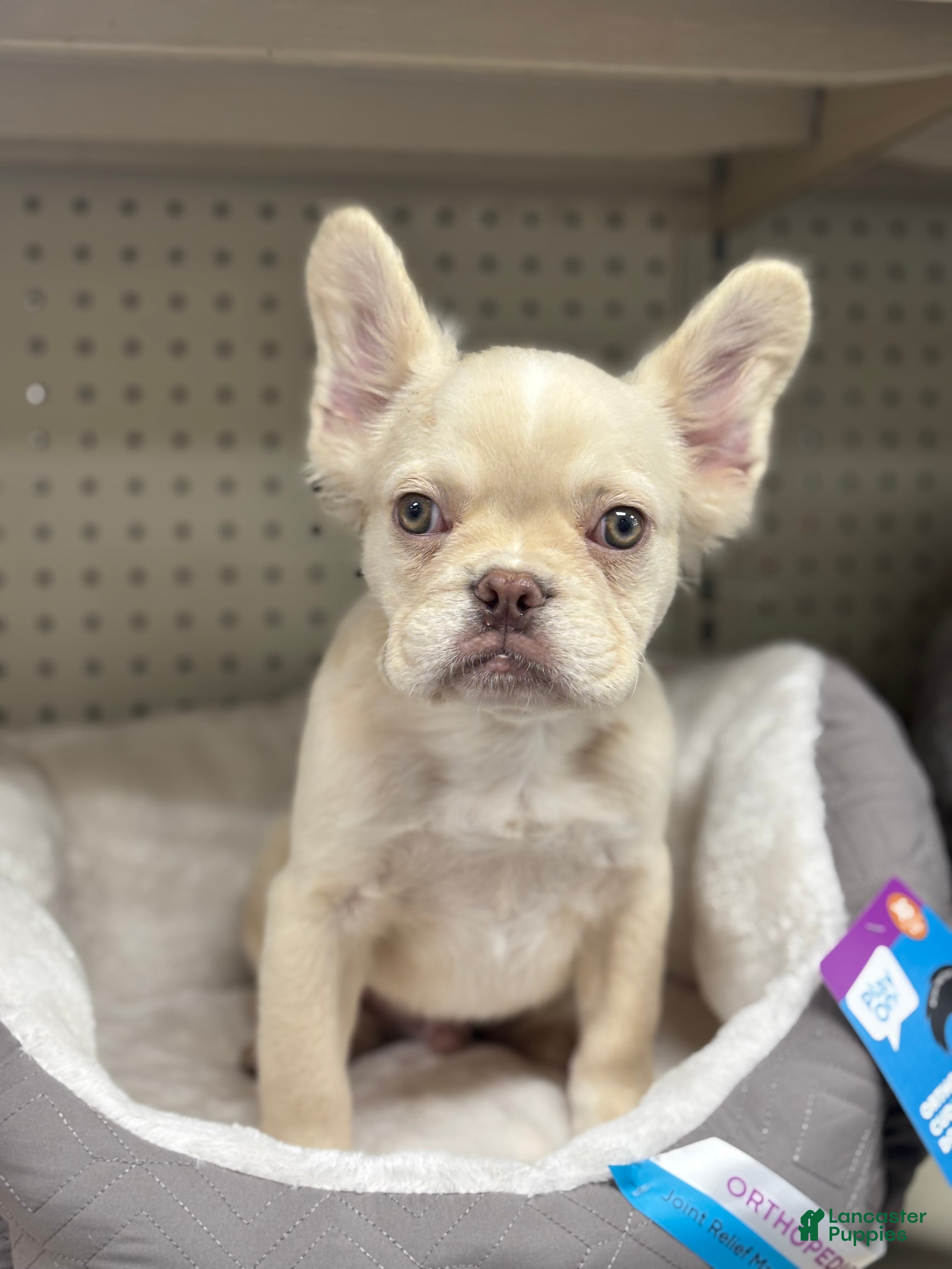 French Bulldog dogs for sale: Pinky  - Ad 2