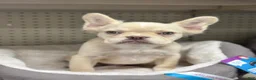 French Bulldog dogs for sale: Pinky  - Ad 2