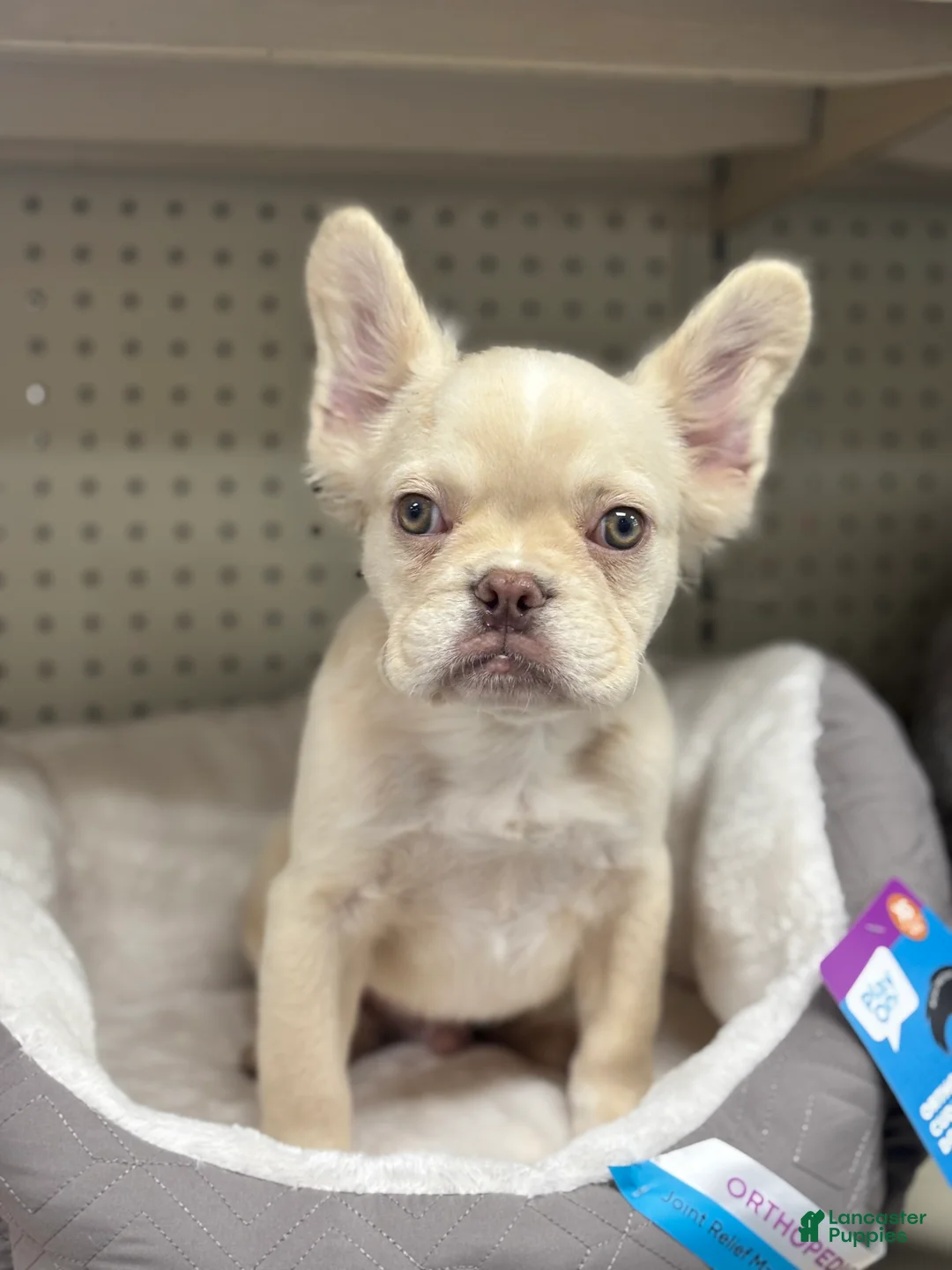 French Bulldog dogs for sale: Pinky  - Ad 2