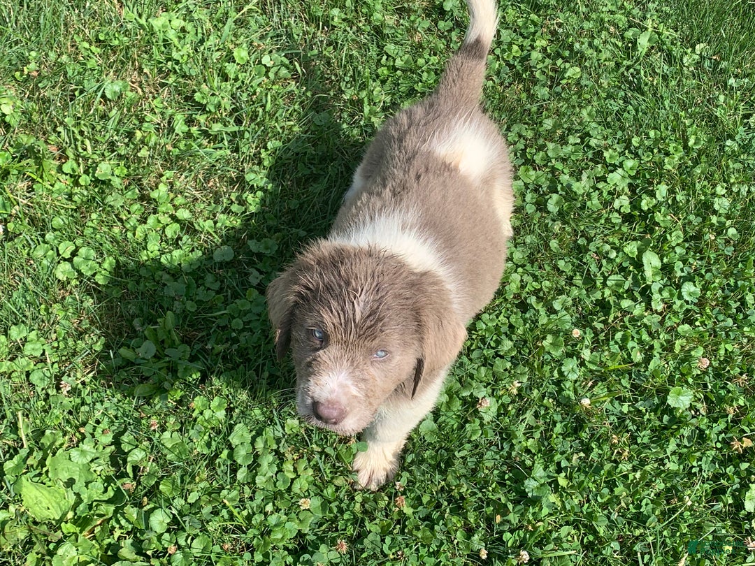 Newfoundland dogs for sale: Cindy - Ad 9