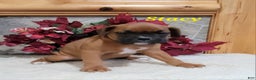 Boxer dogs for sale: Stacy - Ad 2