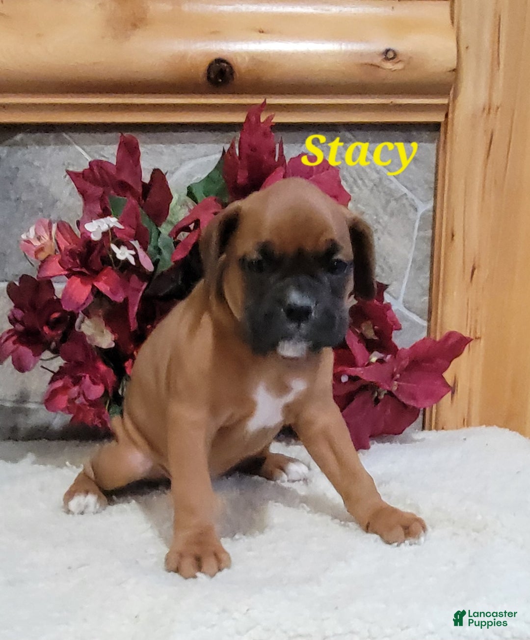 Boxer dogs for sale: Stacy - Ad 2