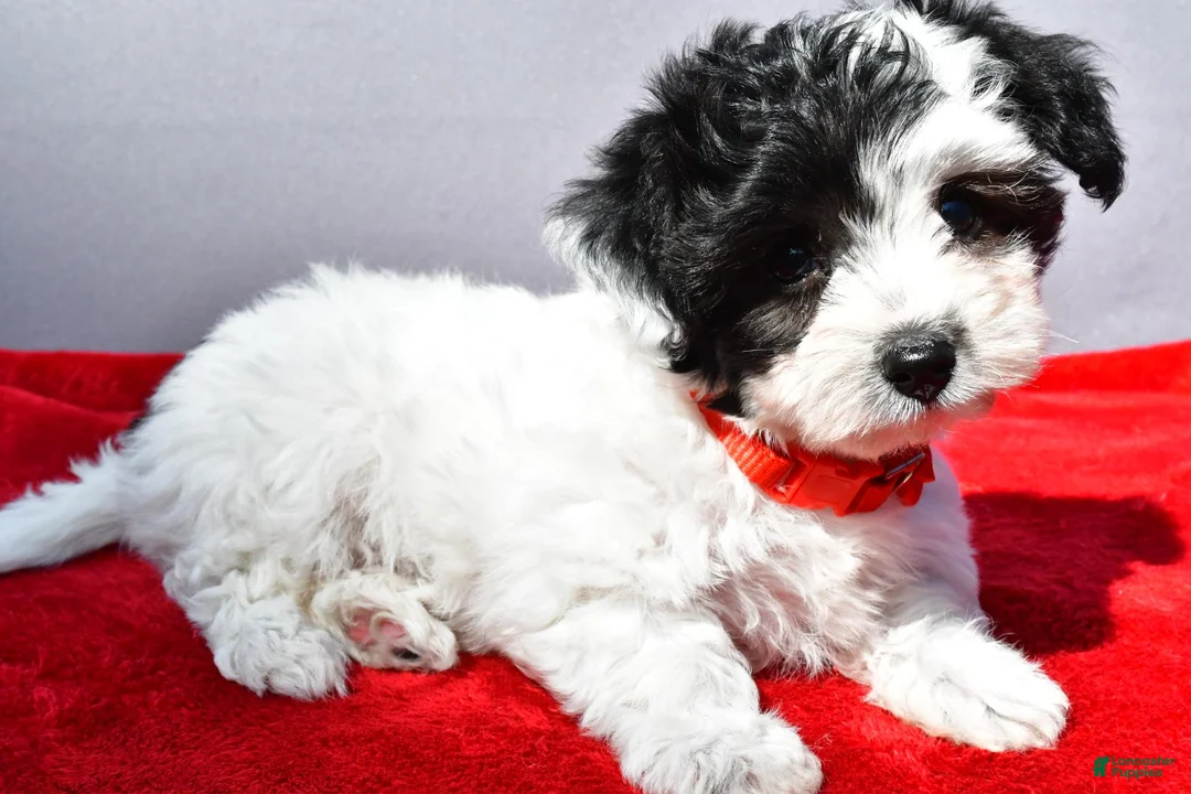 Yorkiepoo dogs for sale: Zoey - Ad 2
