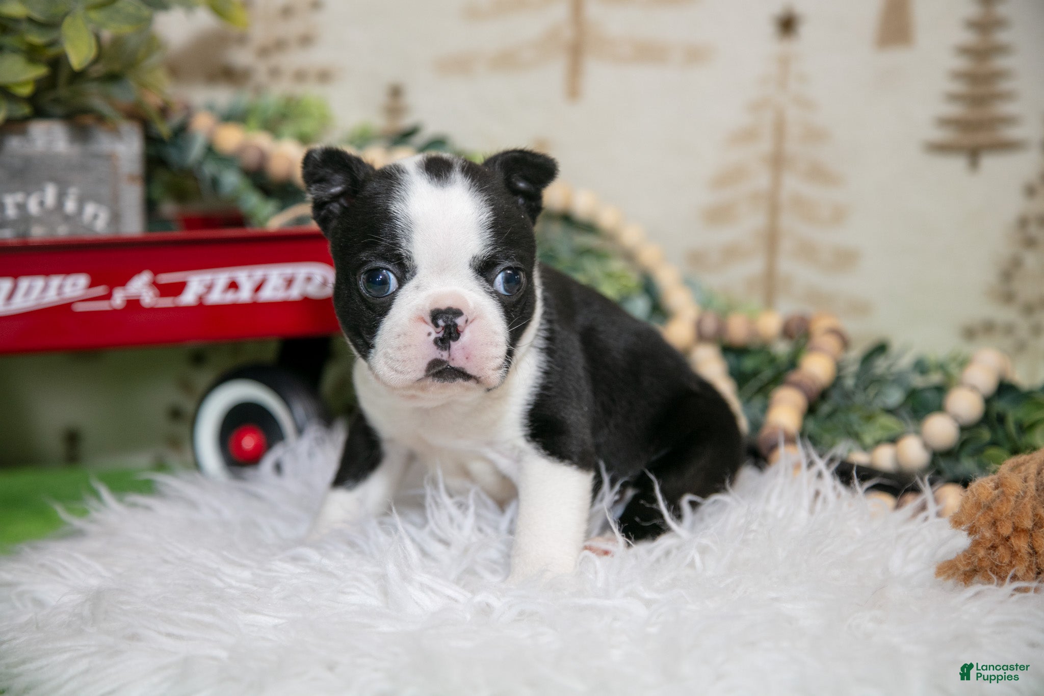Boston Terrier dogs Lucky - Ad 5