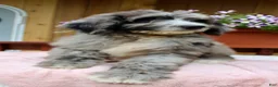 Bernedoodle dogs for sale: Grace - Ad 3