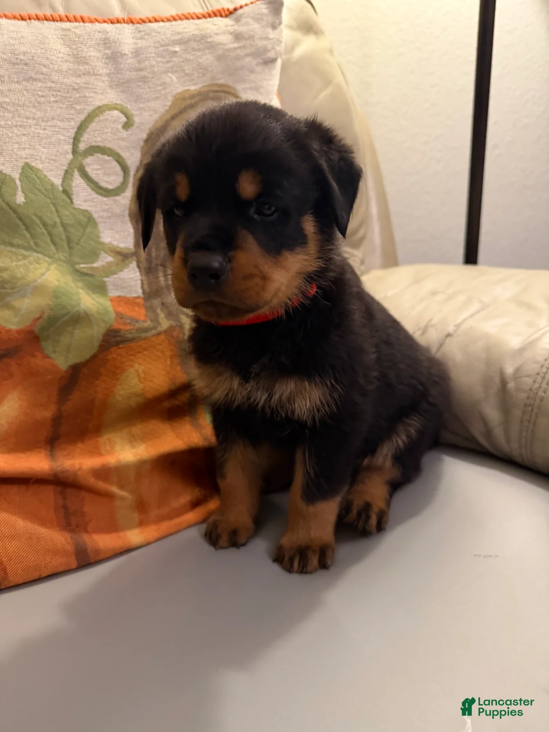 Rottweiler dogs for sale: Rottweiler 4 red collar - Ad 2