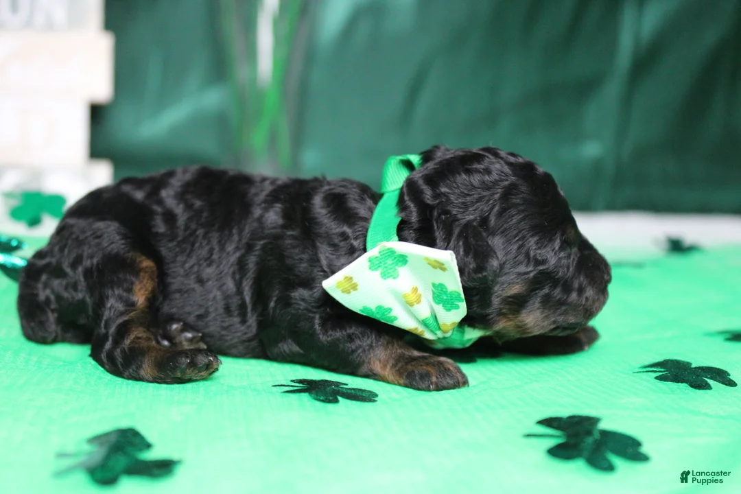 Toy Poodle dogs for sale: Charlie - Ad 4