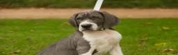 Great Dane dogs for sale: Celestia Great Dane  - Ad 6