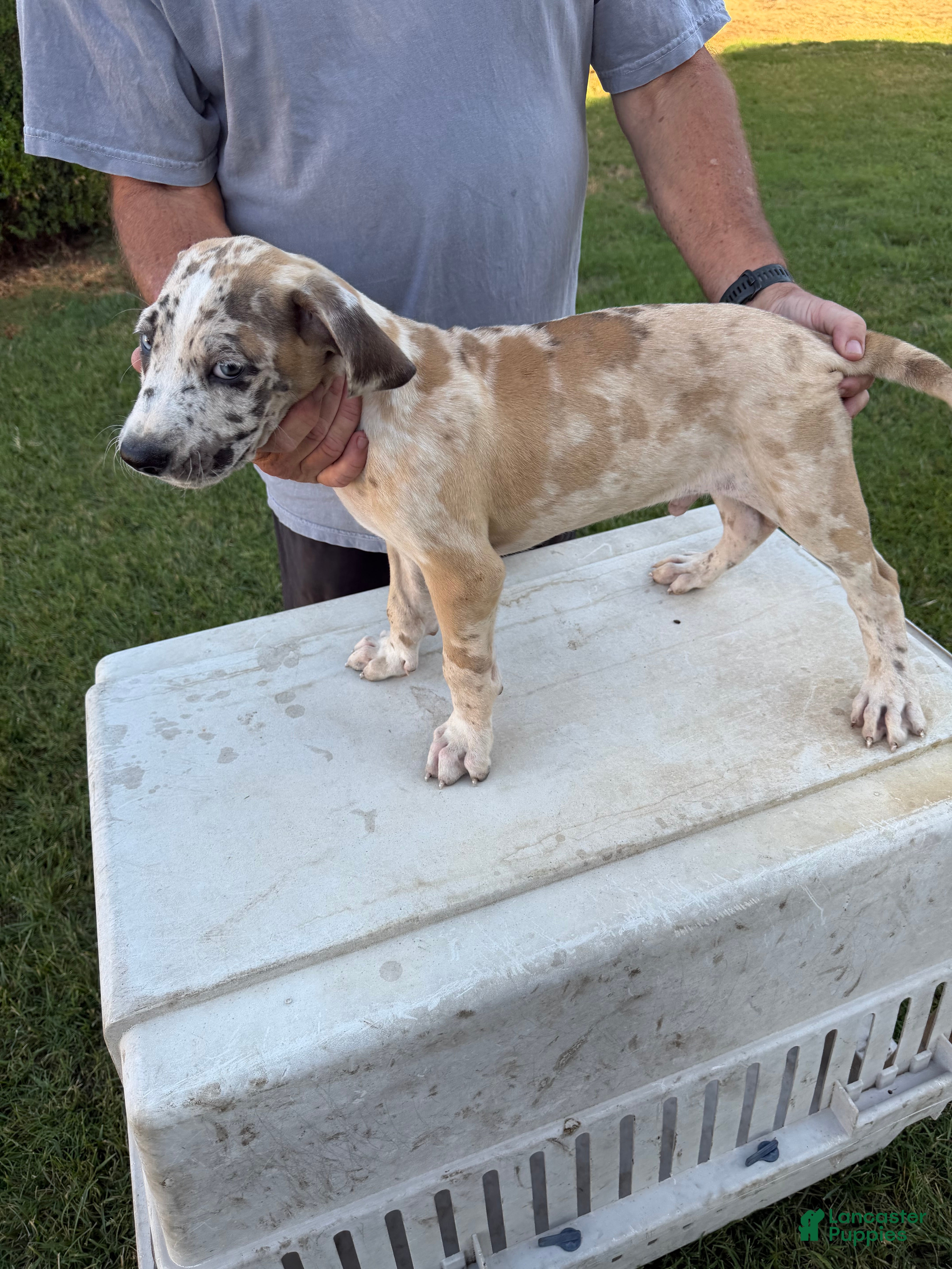 Mixed Breed dogs Harleyquin Male - Ad 32