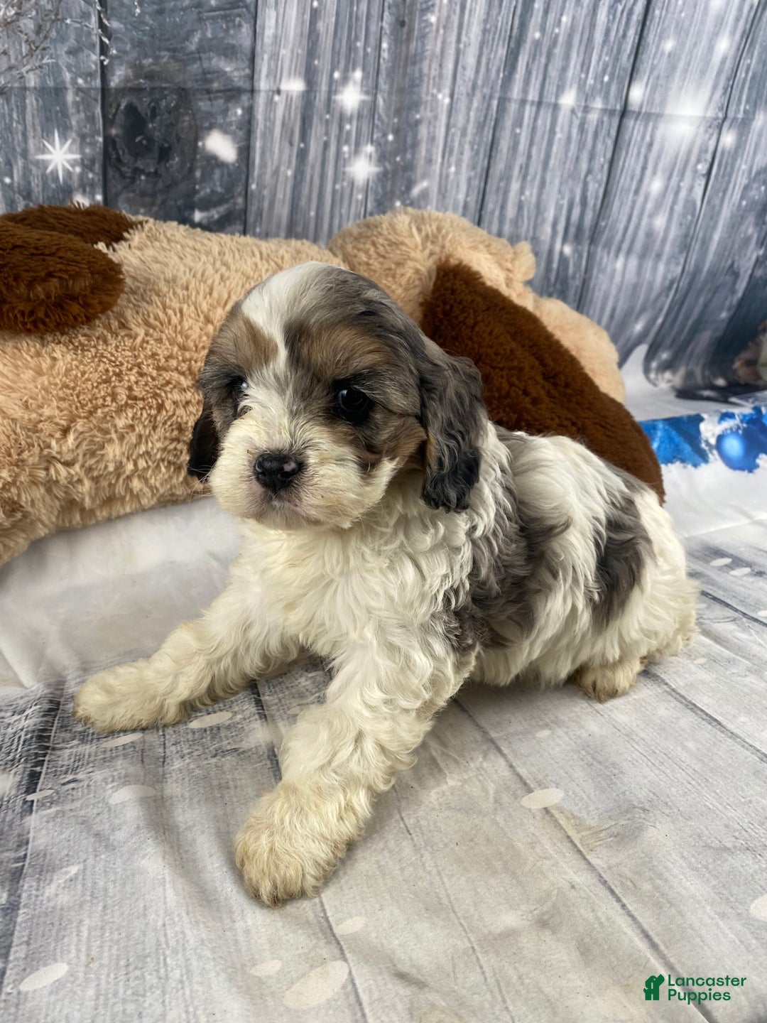 Cavapoo dogs for sale: Jessica - Ad 3
