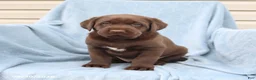 Labrador Retriever dogs for sale: Sailor - Ad 1