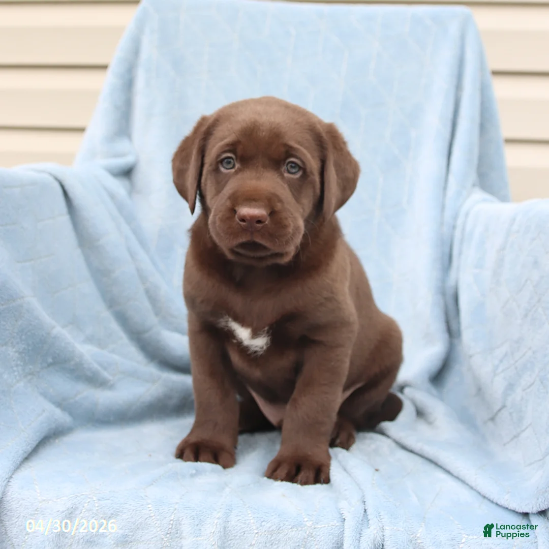 Labrador Retriever dogs for sale: Sailor - Ad 1