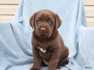 Labrador Retriever dogs for sale: Sailor - Ad 1