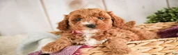 Miniature Poodle dogs for sale: Josie - Ad 4
