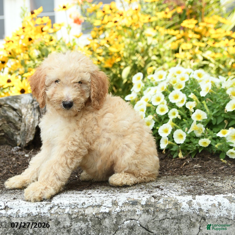 Mini Goldendoodle dogs Trisha - Ad 2