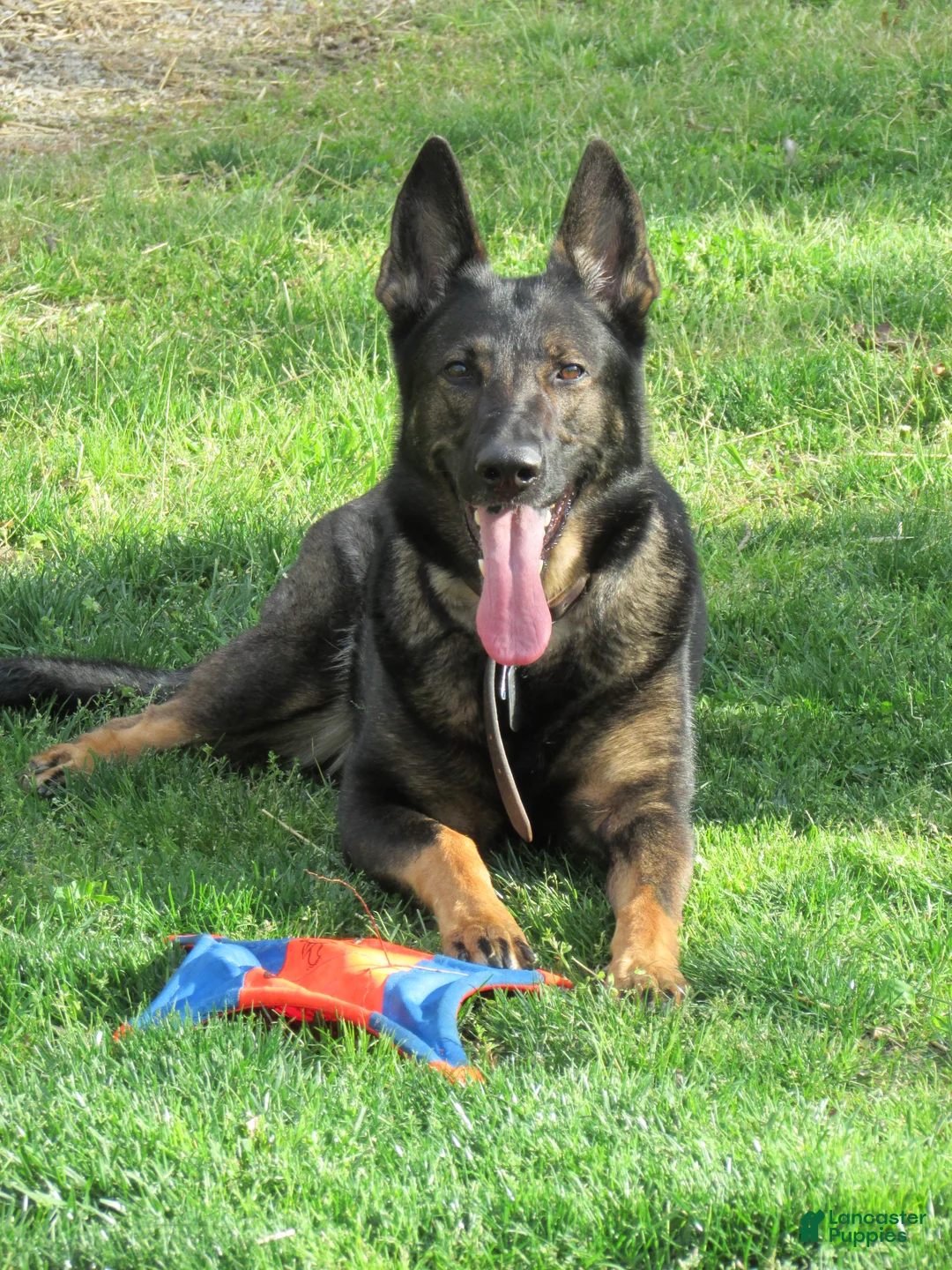 German Shepherd dogs for sale: Purple Boy - Ad 4