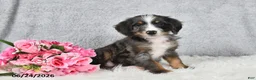Mini Bernedoodle dogs for sale: Sophia - Ad 4