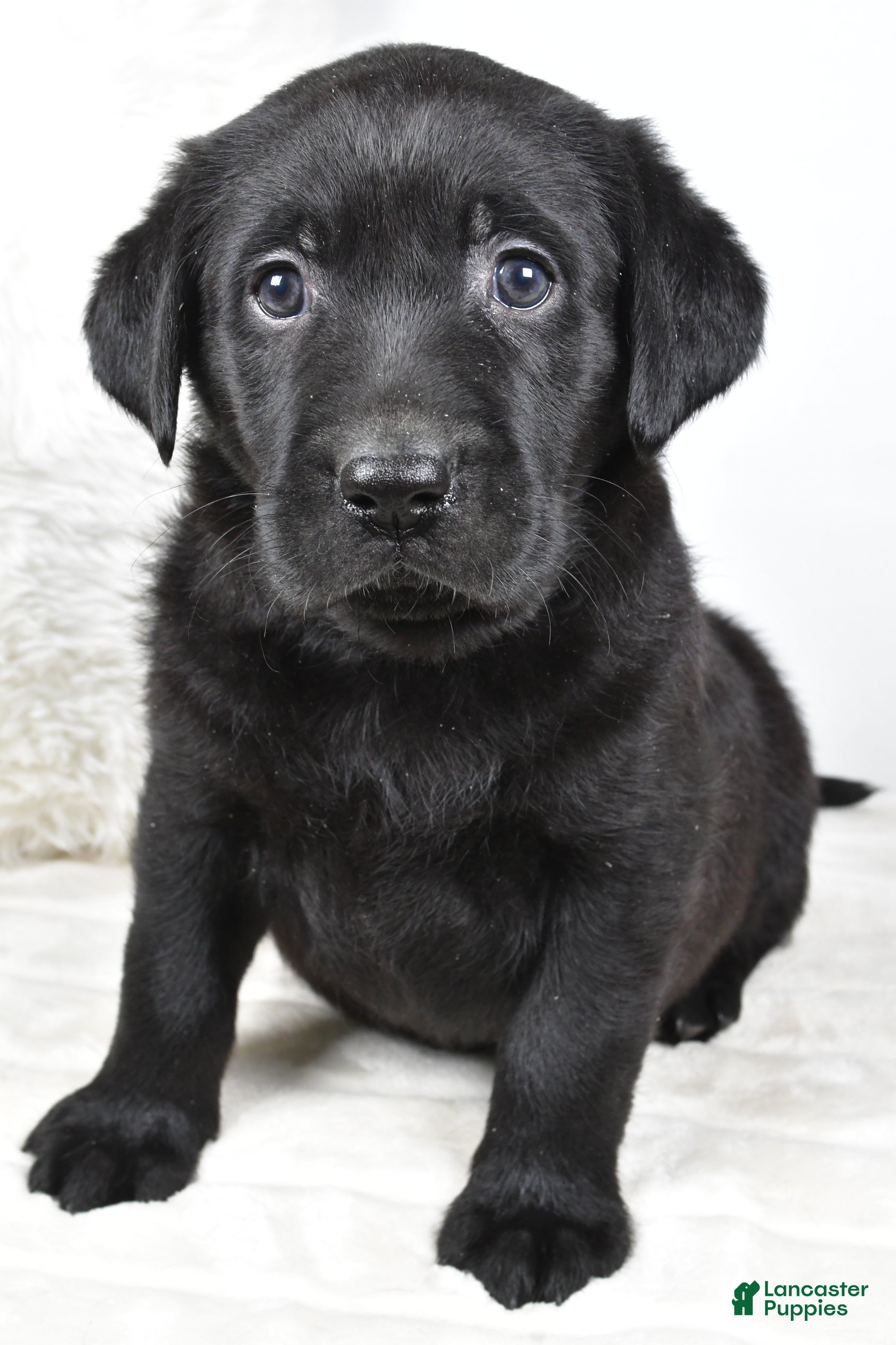 Labrador Retriever dogs Maggie - Ad 9