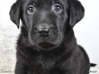 Labrador Retriever dogs Maggie - Ad 9