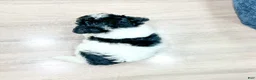 Toy Poodle dogs for sale: Bailey - Ad 4